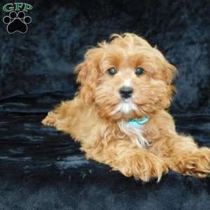 Beau, Cavapoo Puppy
