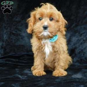 Beau, Cavapoo Puppy