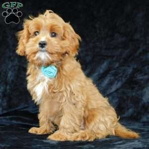 Beau, Cavapoo Puppy
