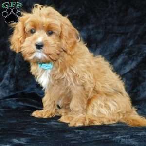 Beau, Cavapoo Puppy