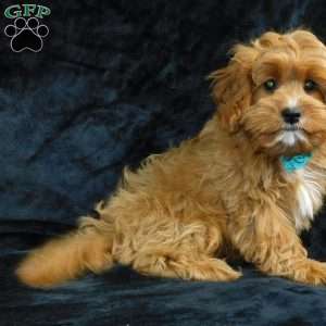Beau, Cavapoo Puppy