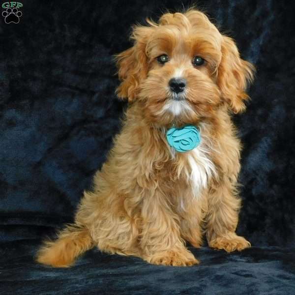 Beau, Cavapoo Puppy