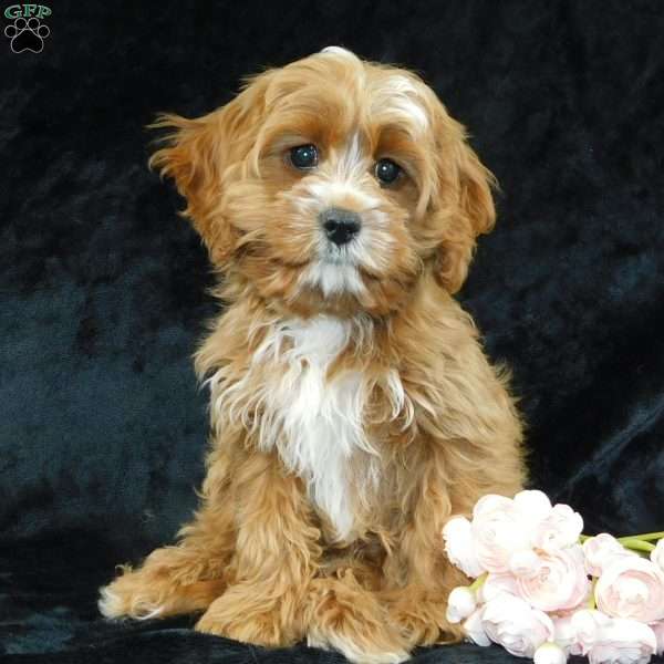 King, Cavapoo Puppy