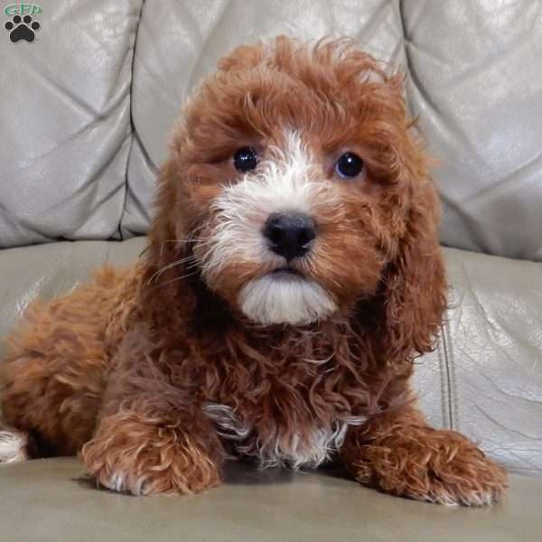 Nemo, Mini Goldendoodle Puppy