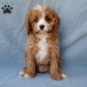 Daisy, Cavapoo Puppy