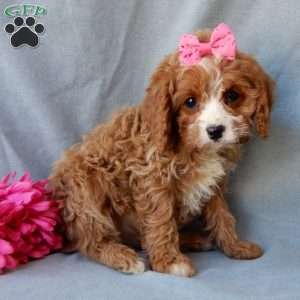 Daisy, Cavapoo Puppy