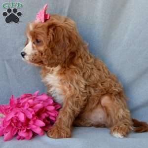 Daisy, Cavapoo Puppy