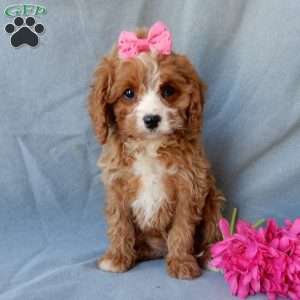 Daisy, Cavapoo Puppy