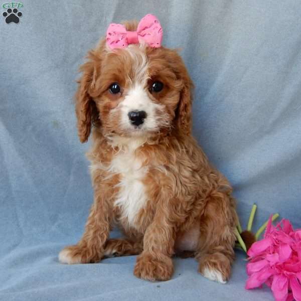 Daisy, Cavapoo Puppy