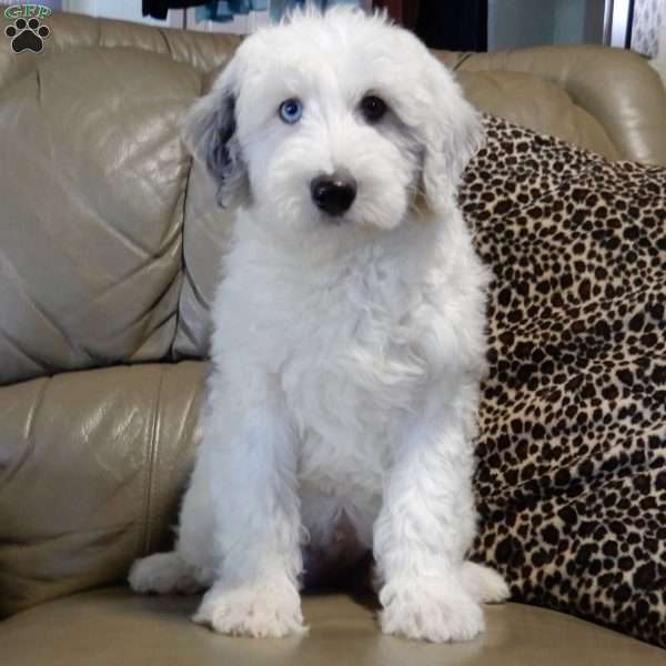Robby, Sheepadoodle Puppy