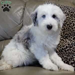 Robby, Sheepadoodle Puppy
