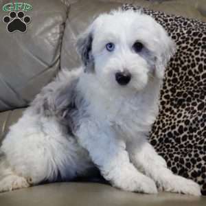 Robby, Sheepadoodle Puppy