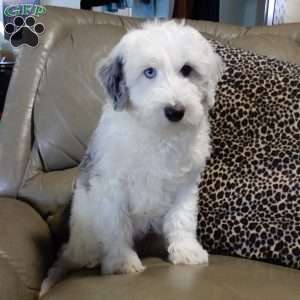 Robby, Sheepadoodle Puppy