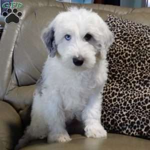Robby, Sheepadoodle Puppy