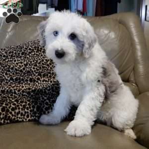 Robby, Sheepadoodle Puppy