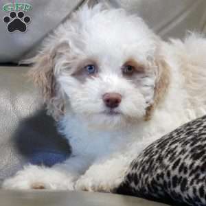 Mickey, Cockapoo Puppy