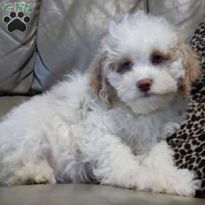 Mickey, Cockapoo Puppy