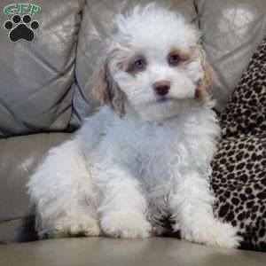 Mickey, Cockapoo Puppy