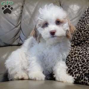 Mickey, Cockapoo Puppy