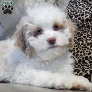 Mickey, Cockapoo Puppy