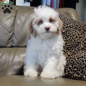 Mickey, Cockapoo Puppy