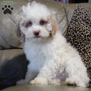 Mickey, Cockapoo Puppy