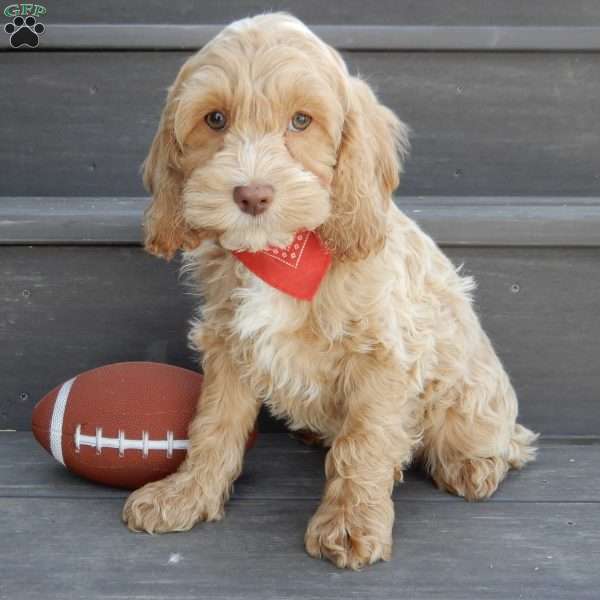 Theo, Cockapoo Puppy