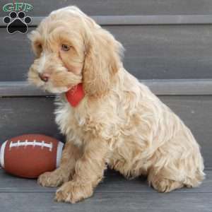 Theo, Cockapoo Puppy