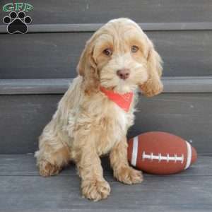 Theo, Cockapoo Puppy