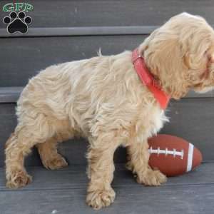 Theo, Cockapoo Puppy