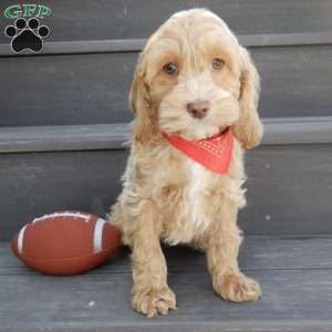 Theo, Cockapoo Puppy