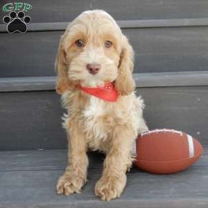 Theo, Cockapoo Puppy