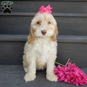 Samantha, Cockapoo Puppy