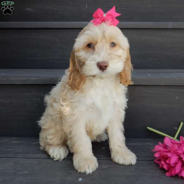 Samantha, Cockapoo Puppy