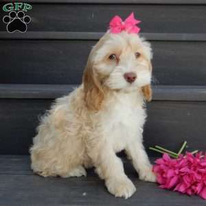 Samantha, Cockapoo Puppy