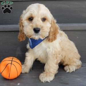 Shawn, Cockapoo Puppy