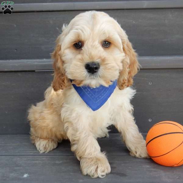 Shawn, Cockapoo Puppy