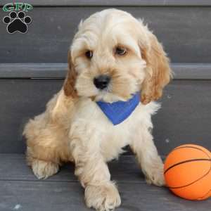 Shawn, Cockapoo Puppy