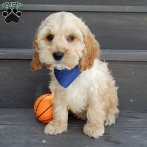 Shawn, Cockapoo Puppy