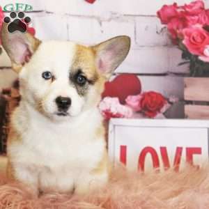 Elsa, Pembroke Welsh Corgi Puppy