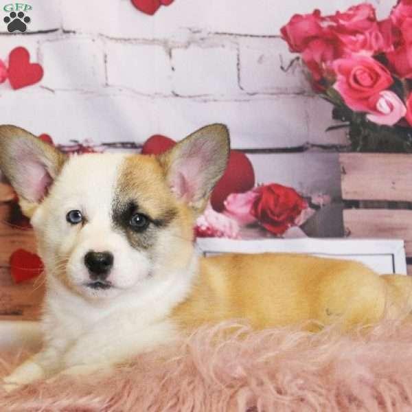 Elsa, Pembroke Welsh Corgi Puppy