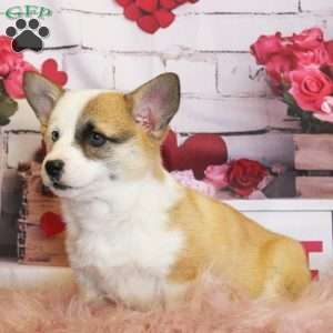 Elsa, Pembroke Welsh Corgi Puppy