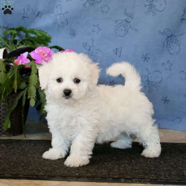 Rachel, Bichon Frise Puppy