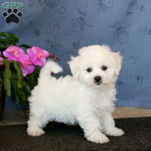 Rachel, Bichon Frise Puppy