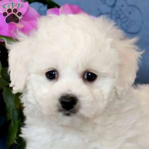 Rachel, Bichon Frise Puppy