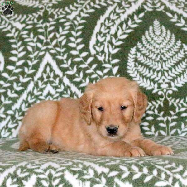Raddix, Golden Retriever Puppy