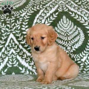 Raddix, Golden Retriever Puppy