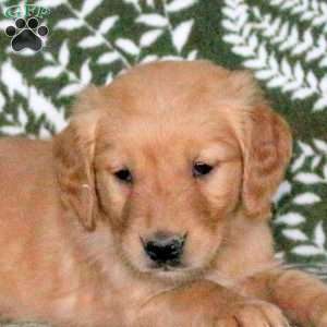 Raddix, Golden Retriever Puppy