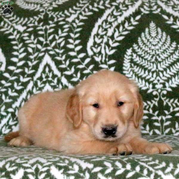 Ragu, Golden Retriever Puppy