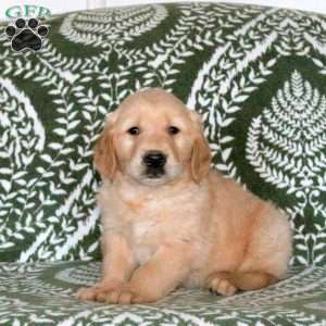 Ragu, Golden Retriever Puppy